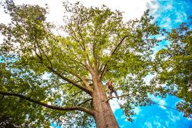 Best Tree Risk Assessment  in Ridgewood, NJ