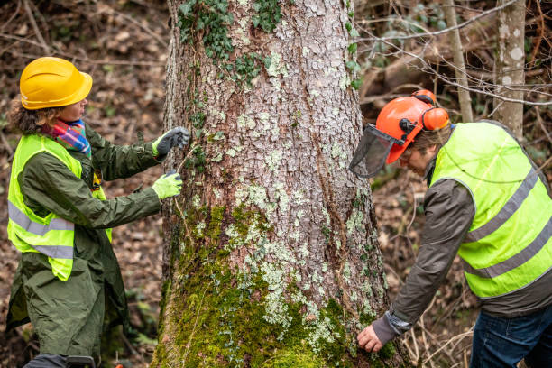 Best Commercial Tree Services  in Ridgewood, NJ