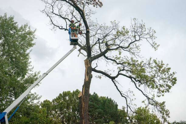 Best Tree Preservation Services  in Ridgewood, NJ