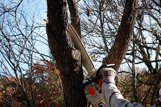 Best Hazardous Tree Removal  in Ridgewood, NJ