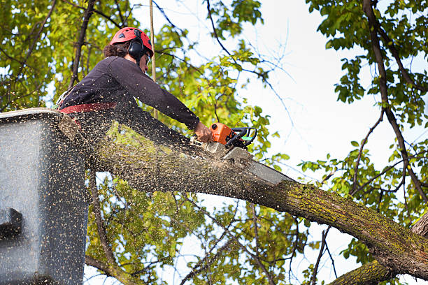 Best Tree Planting  in Ridgewood, NJ