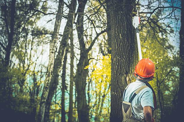 How Our Tree Care Process Works  in  Ridgewood, NJ